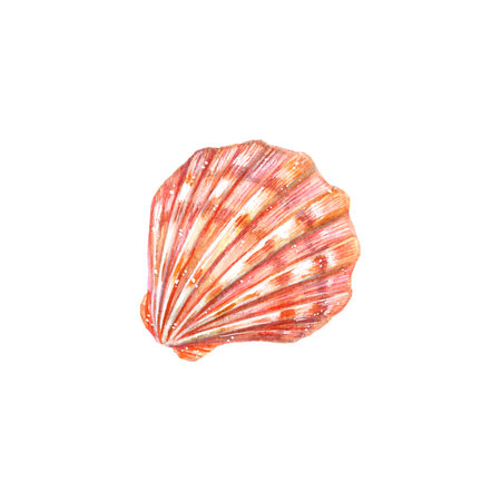 Watercolor orange seashell isolated on white background. Artwork of marine creature for ecological...