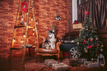 Dog in the Christmas interior with decorative elementsの写真素材