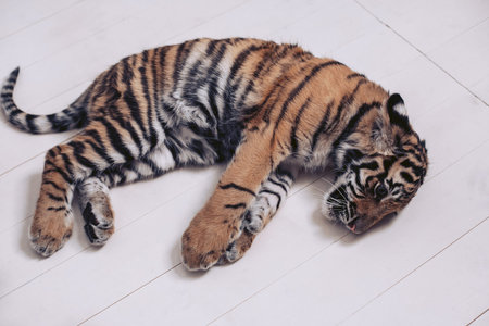 A cute tiger is sleeping on a white wooden floor.の写真素材