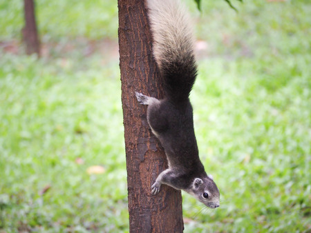 squirrel paw anxiously pressed to the ground.の写真素材