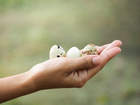 Focus the three eggs that peeling middle one of quail egg on the hand.の写真素材