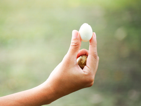 Focus the eggs that peeling shell of quail egg.の写真素材