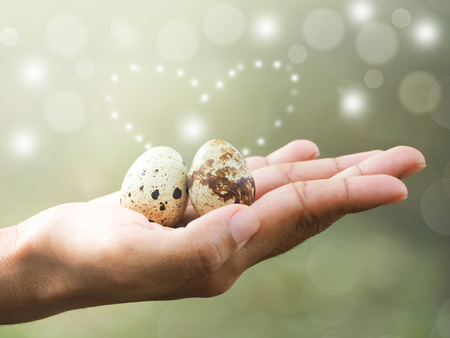 wonderful the eggs of couple quail egg on the hand.の写真素材