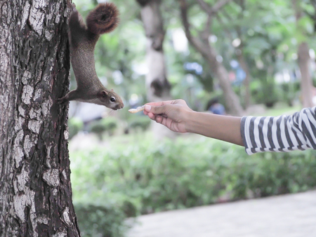 The squirrel are eating nut from the nice people.の写真素材