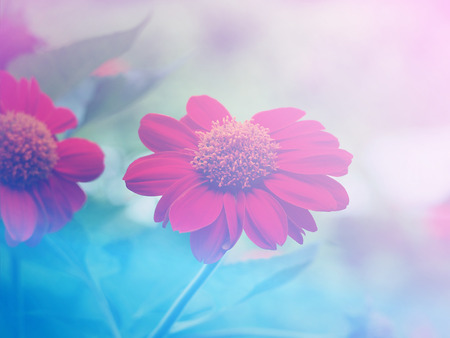 Colorful flower vintage background.の写真素材