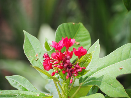 Close up beautiful red flower.の写真素材
