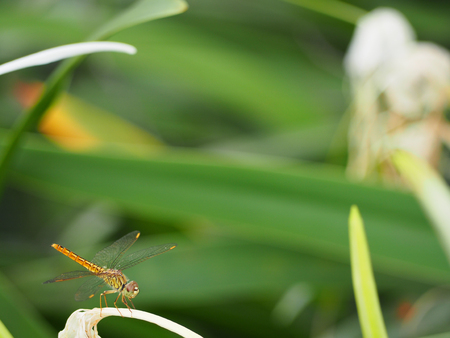 dragonfly on the flower.の写真素材