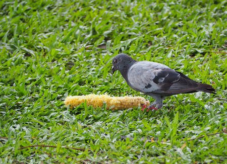 The dove eating corn on the grass.の写真素材