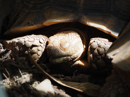 The long age of big turtle are sleep and hibernate in cave.の写真素材