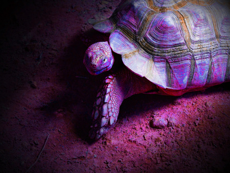 The big of turtle are looking and posing with beautiful of tortoise shell on the ground.の写真素材