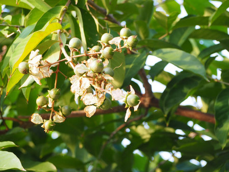 Lagerstroemia speciosa is tree in nature . This is fruit of Lagerstroemia speciosa or giant...