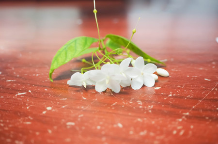 close up white of flowers are fragrant (Wrightia religiosa Benth.) on wood background.の写真素材