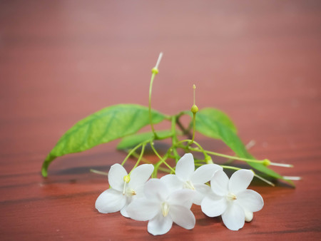 close up white of flowers are fragrant (Wrightia religiosa Benth.) on wood background.の写真素材