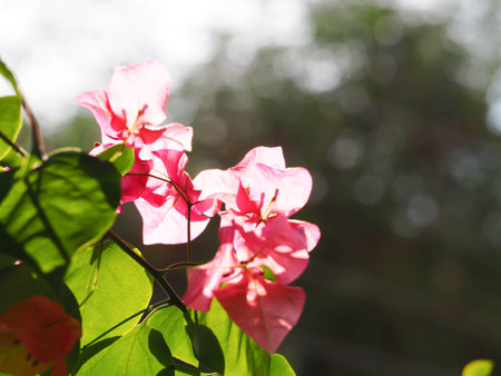 Pink flowers of bougainvillea flower with blur background.