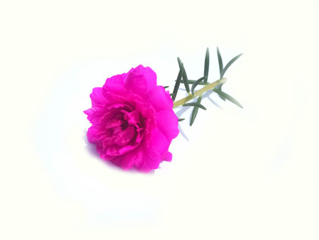 Beautiful of hard pink Purslane or Common purslane, medicinal properties on white background.の写真素材