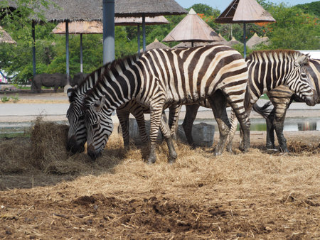 Focus the lovely of zebra live with natural.の写真素材