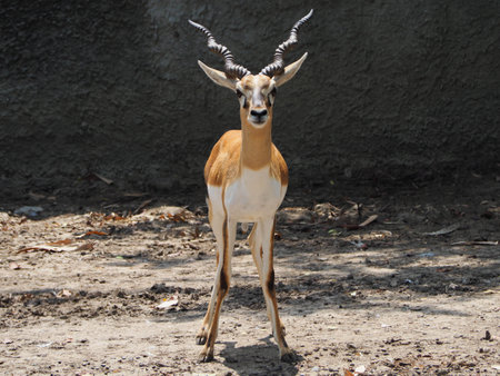 focus lovely deer that happy living with natural.の写真素材