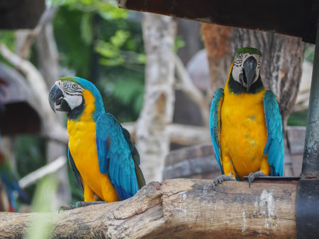 Focus lovely Parrot family with blur natural backgroud.の写真素材
