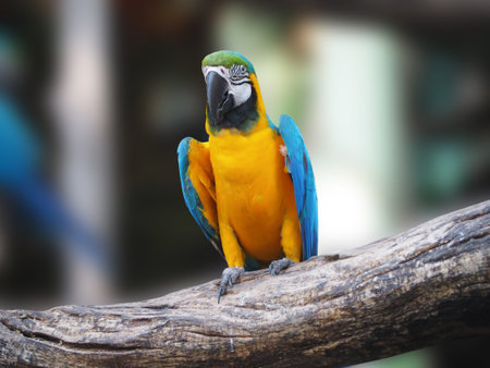 Focus lovely Parrot with blur backgroud.