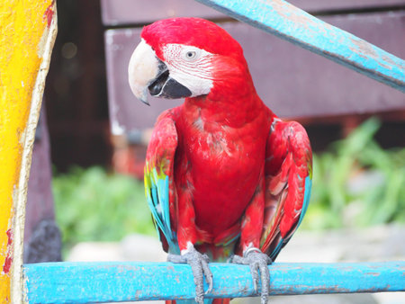 Focus lovely Parrot with blur backgroud.