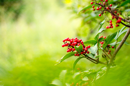 Red Rowanberries on a branch in summerの写真素材