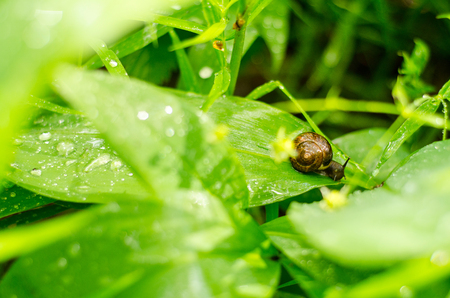 Little snail with brown shell on a large green leaf around a lot of water drops after summer rainの写真素材