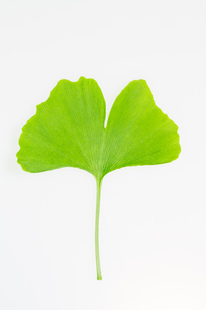 leaf bladeの写真素材