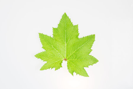 leaf blade