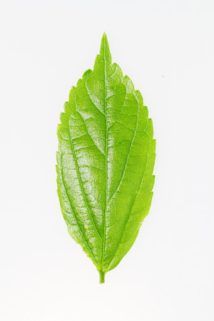 leaf bladeの写真素材