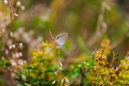 Polyommatus Icarus butterfly on a yellow flowerの写真素材