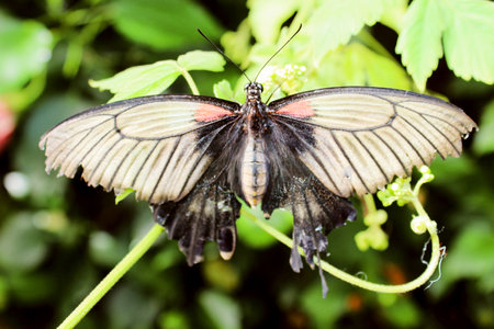 Beautiful colorful butterfly on green leaves.の写真素材