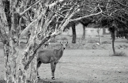 Black & White image of Deer standing and looking at camera inside forestの写真素材