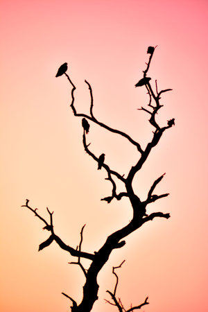 silhouette of birds sitting on a tree.