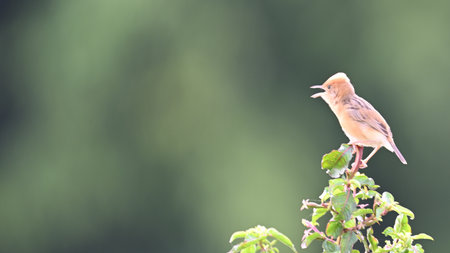 A small bird is sitting on a branch in the garden. Shallow depth of field.の写真素材