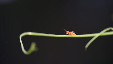 red beetle on green leaf in nature or in the garden. macroの写真素材
