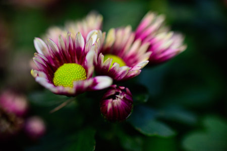 Chrysanthemum flowers in the garden, shallow depth of field