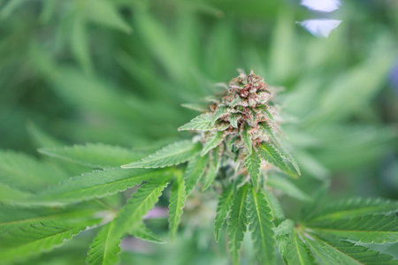 thai buds before harvest indoor grow buds cannabis Macro shot with sugar trichomes. concepts of grow...