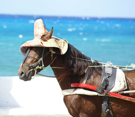 This is a horse pulling a cart and the horse is wearing their special hat. の写真素材