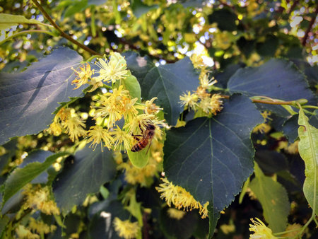 Honey Bee pollinating  and collecting nectar on a Linden tree blossom in summer garden closeup Utah USAの写真素材