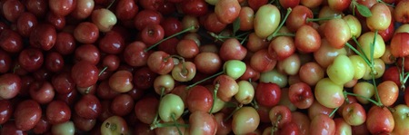 Rainier Cherries, 100% Organic, picked fresh washed ready to eat. Fruit background.の写真素材