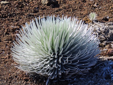 Argyroxiphium sandwicense subsp. macrocephalum, Silverswords is a rare plant, part of the daisy family Asteraceae. The silversword in general is referred to as ??hinahina in Hawaiian (literally, "very gray") growing in the vast crater of Haleakala, the woの写真素材