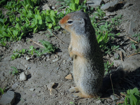 Columbian Ground Squirrel (Urocitellus columbianus)  looking into the morning sun in Glacier...