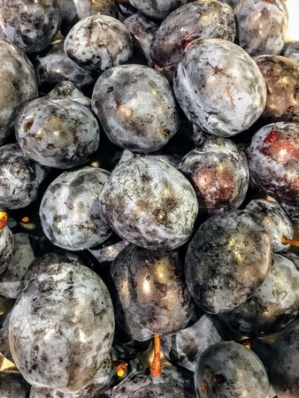 Fresh 100% Organic Plums newly washed and dryingの写真素材