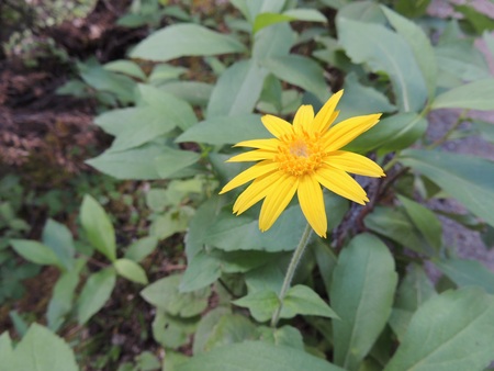 Arnica Flower, Heartleaf, close up macro in Banff National Park, Canadaの写真素材