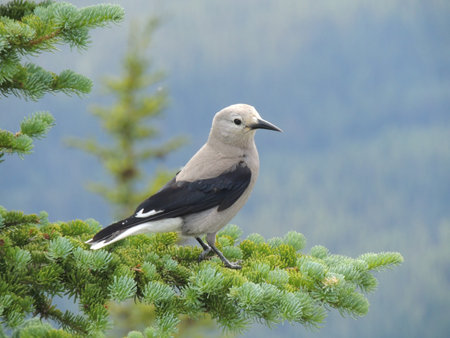 A Clark's nutcracker (Nucifraga columbiana), sometimes referred to as Clark's crow or woodpecker crow, is a passerine bird in the family Corvidae, seen Hiking around Lake Louise, the Tea House, Lake Agnes, Lakeview trail, Plain of six glaciers, Mirror Lake, Little and Big Beehive, Banff National Park, Canada, Albertaの写真素材