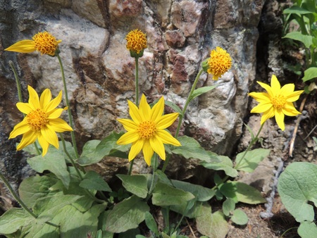 Arnica Flower, Heartleaf, close up macro in Banff National Park, Canadaの写真素材