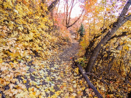 Autumn Fall forest views hiking through trees on the Rose Canyon Yellow Forkの写真素材