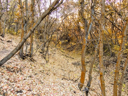 Autumn Fall forest views hiking through trees on the Rose Canyon Yellow Fork and Big Rock Trail in Oquirrh Mountains on the Wasatch Front in Salt Lake Utah USA.の写真素材