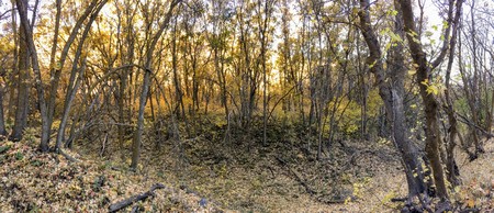 Autumn Fall forest views hiking through trees on the Rose Canyon Yellow Fork and Big Rock Trail in Oquirrh Mountains on the Wasatch Front in Salt Lake Utah USA.の写真素材