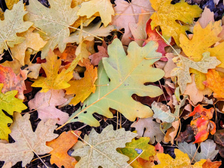 Autumn Maple and Oak Fall Leaves Close Up on the Forest Floor on the Rose Canyon Yellow Fork and Big...